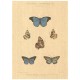 Flax Art Poster | Encyclopedia Butterfly A | FWP-AP-EN2A